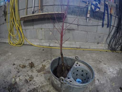 Bare root Cornus in bucket of water